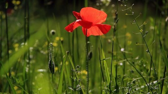 Comment créer un très beau jardin ?