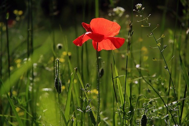 Comment créer un très beau jardin ?